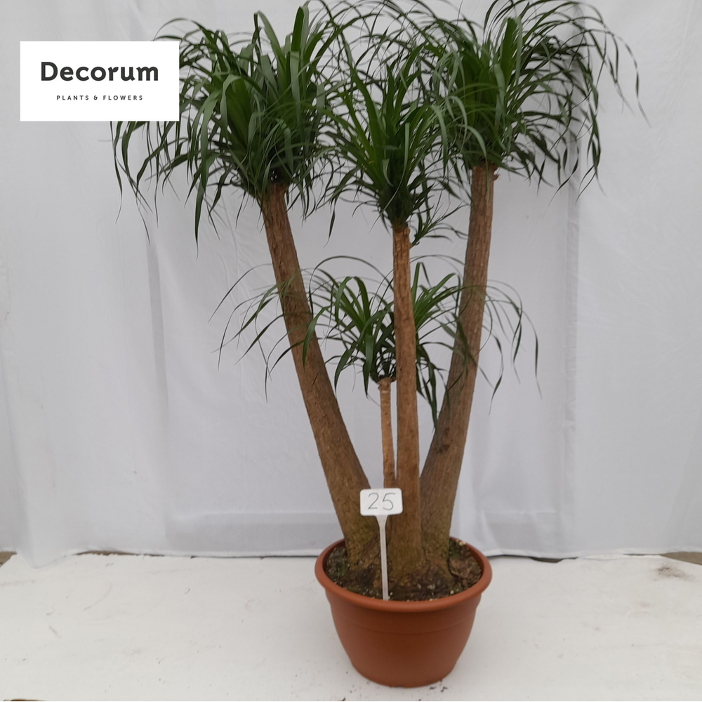 Beaucarnea vertakt op nummer 25.