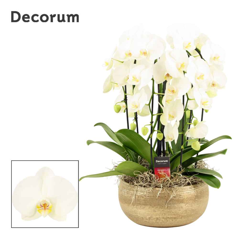 Aurelie cascade 6 tak symphony white (Deco-collect.