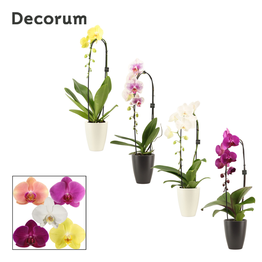 Phalaenopsis cascade 1 tak mix in Carly black & wh.