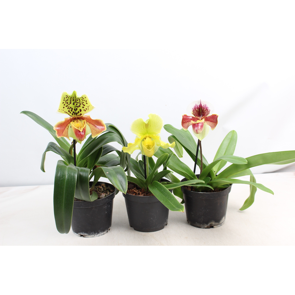 Paphiopedilum 1 tak mix 15 cm.