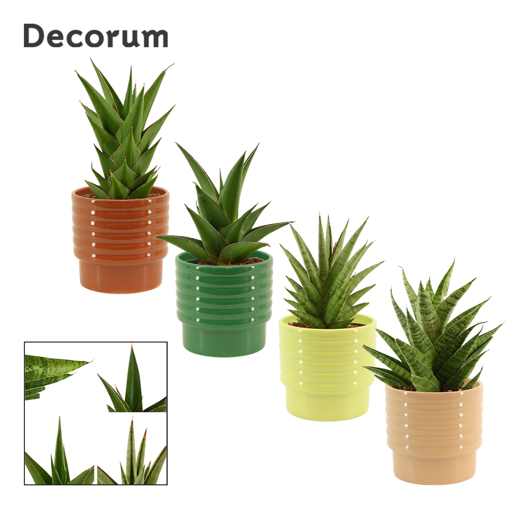 Sansevieria Crown mix 12 cm in Naemi (Natural bubb.