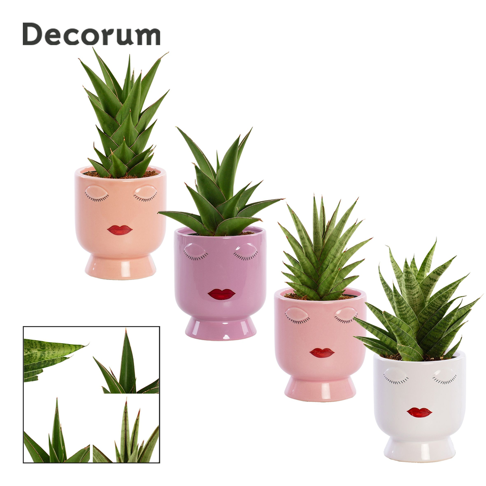 Sansevieria Crown mix 12 cm in Dua Lipa (Party lov.