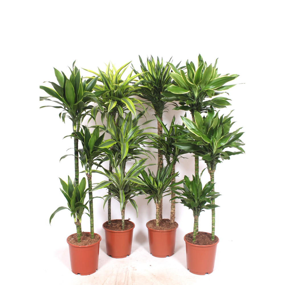 Dracaena fragrans Mixkar 90-60-30.