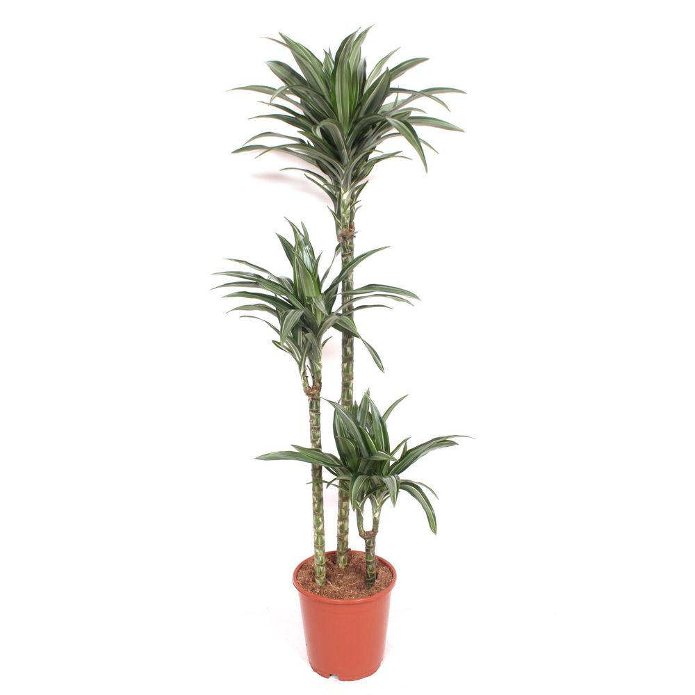 Dracaena Ulises 90-60-30.