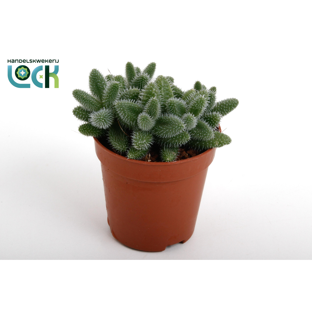 Delosperma Echinatum tanz.