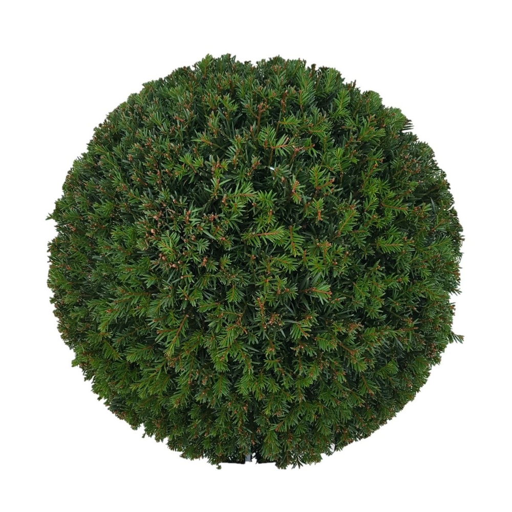 Taxus baccata Bol p65 (z) 70-75 ©.