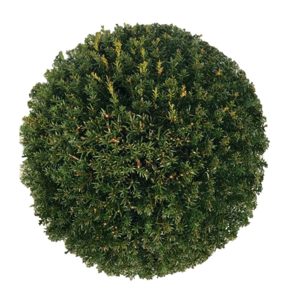 Taxus baccata Bol p30 (t) 45-+ ©.