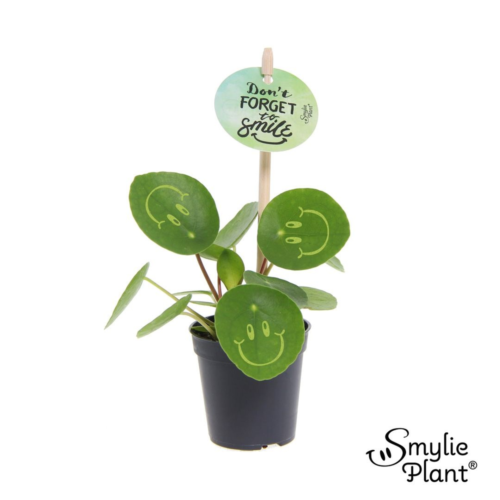 Pilea Smylie Plant® Ⓓ - Happy.