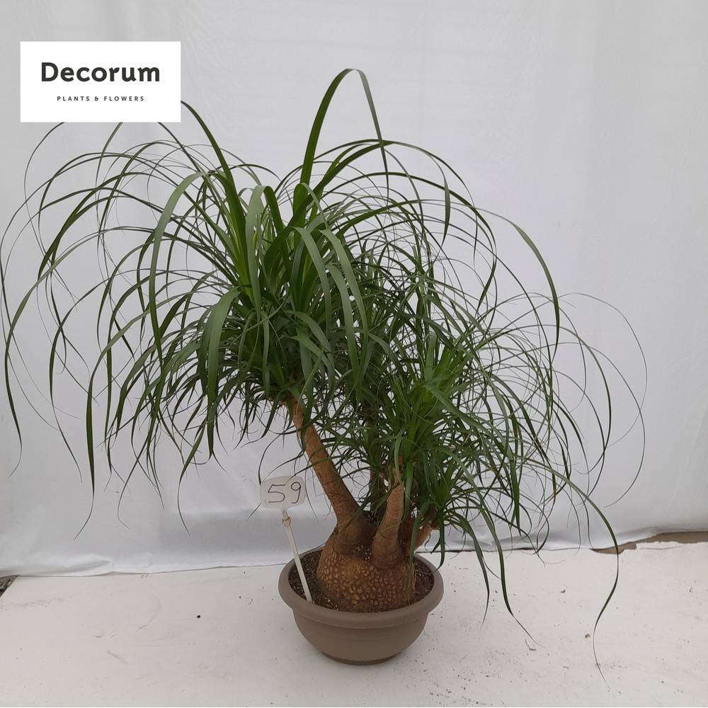 Beaucarnea vertakt op nummer 59.