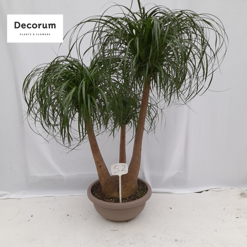 Beaucarnea vertakt op nummer 52.