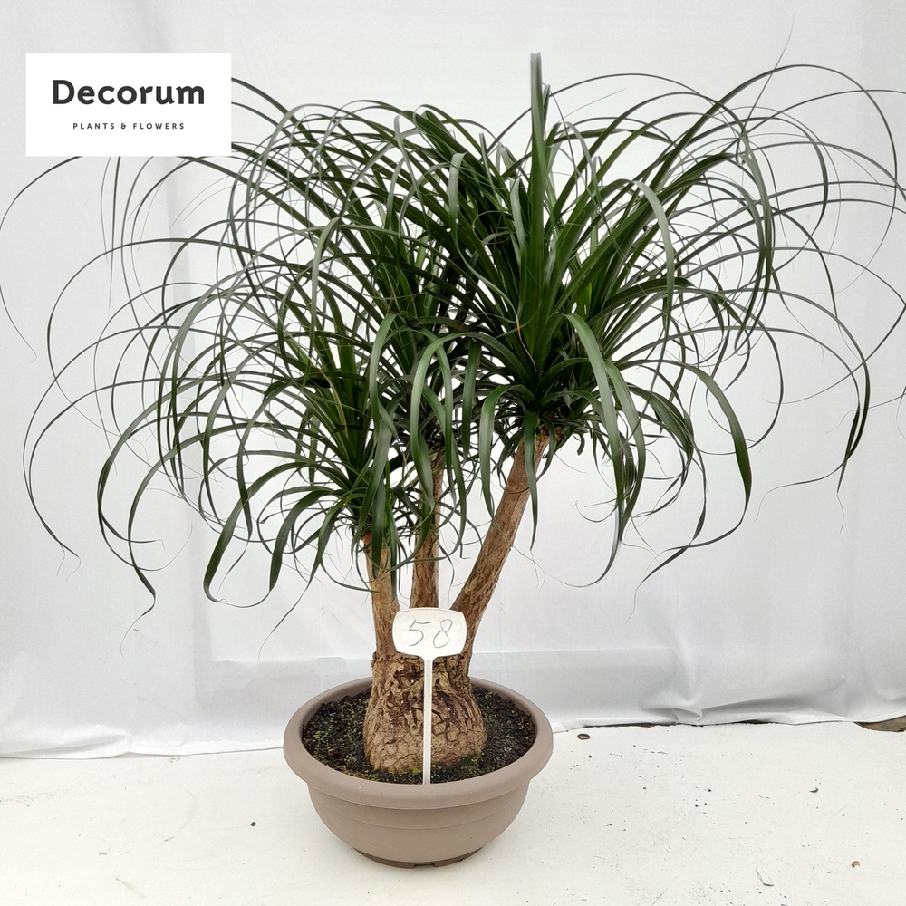 Beaucarnea vertakt op nummer 58.