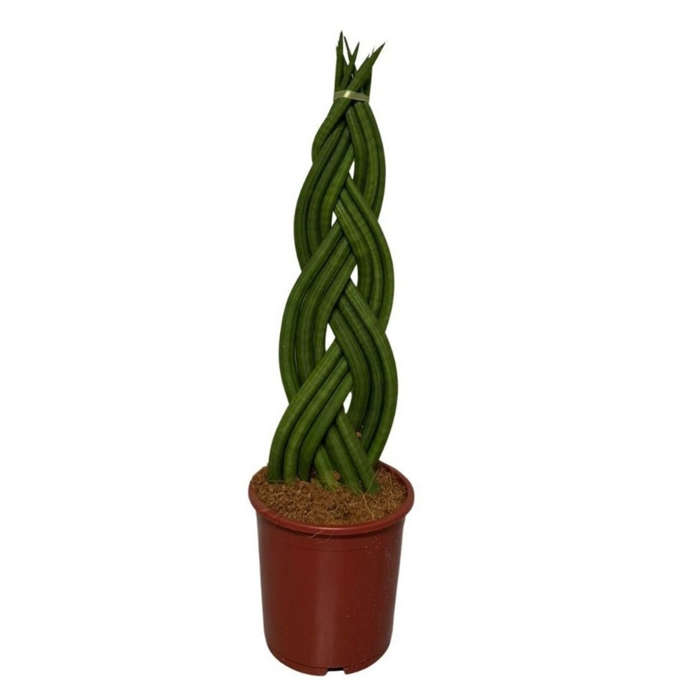 Sansevieria Cylindrica Braid.