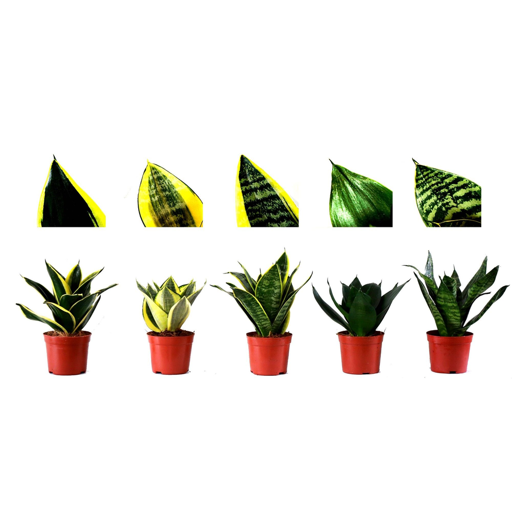 Hahnii mix 9cm 5 soorten.