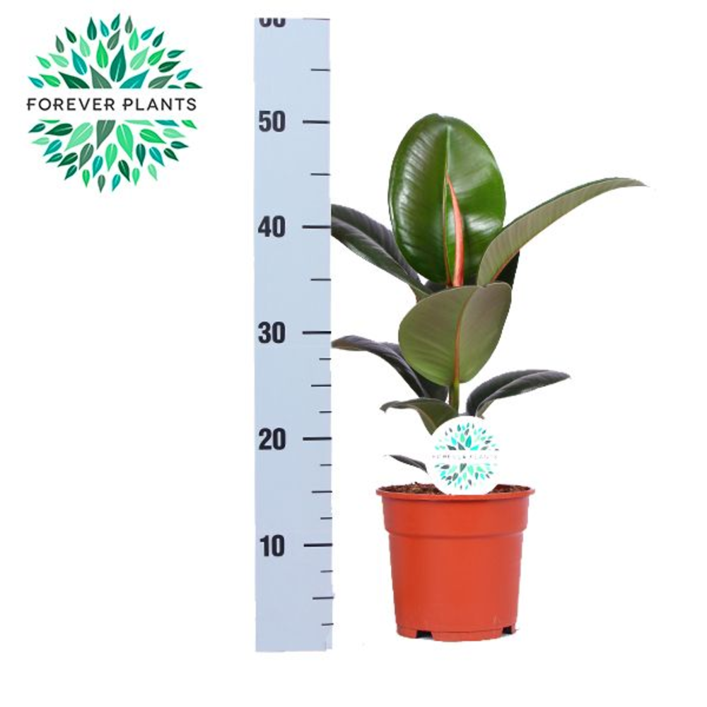 Elastica Robusta p17.