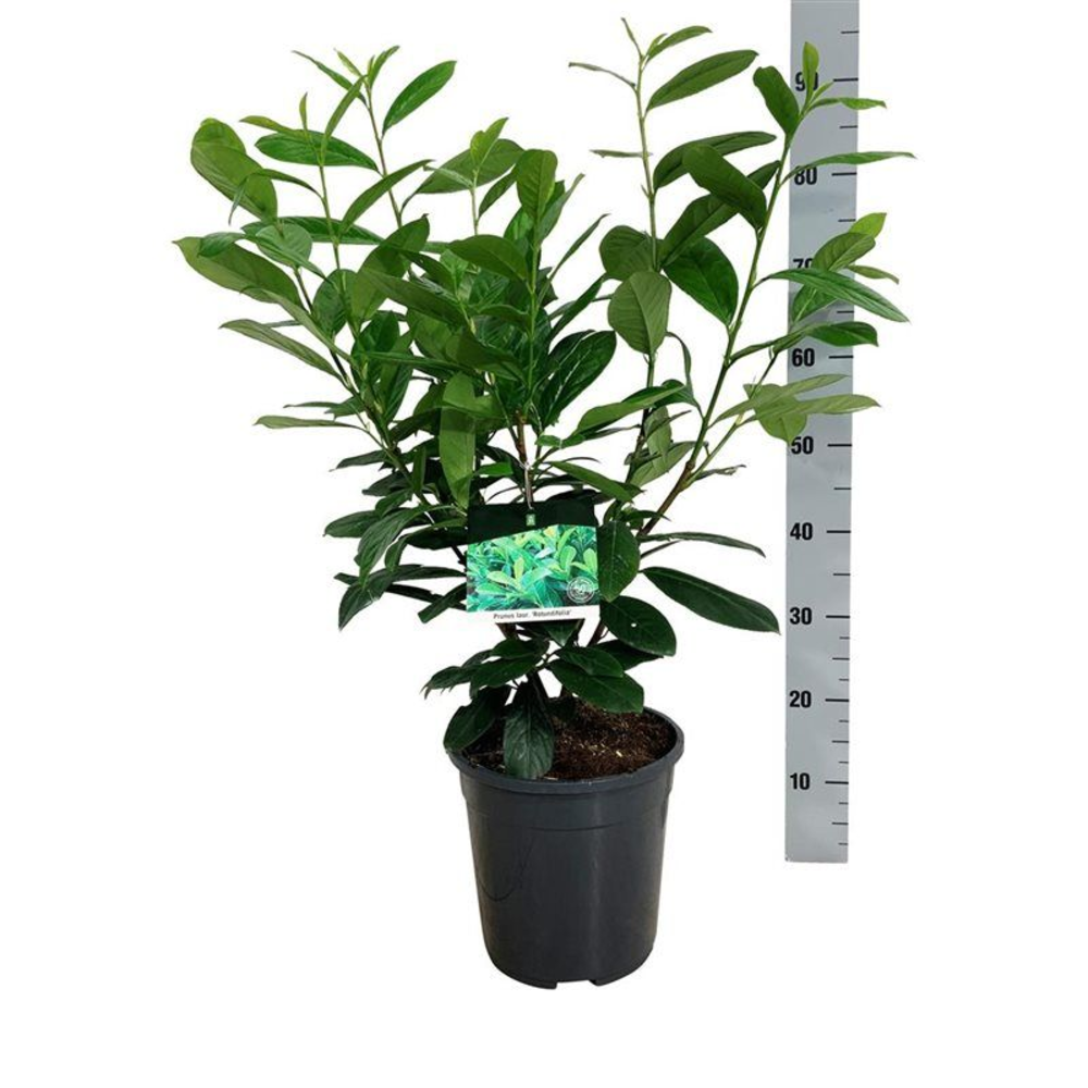 Prunus laur. 'Rotundifolia'.