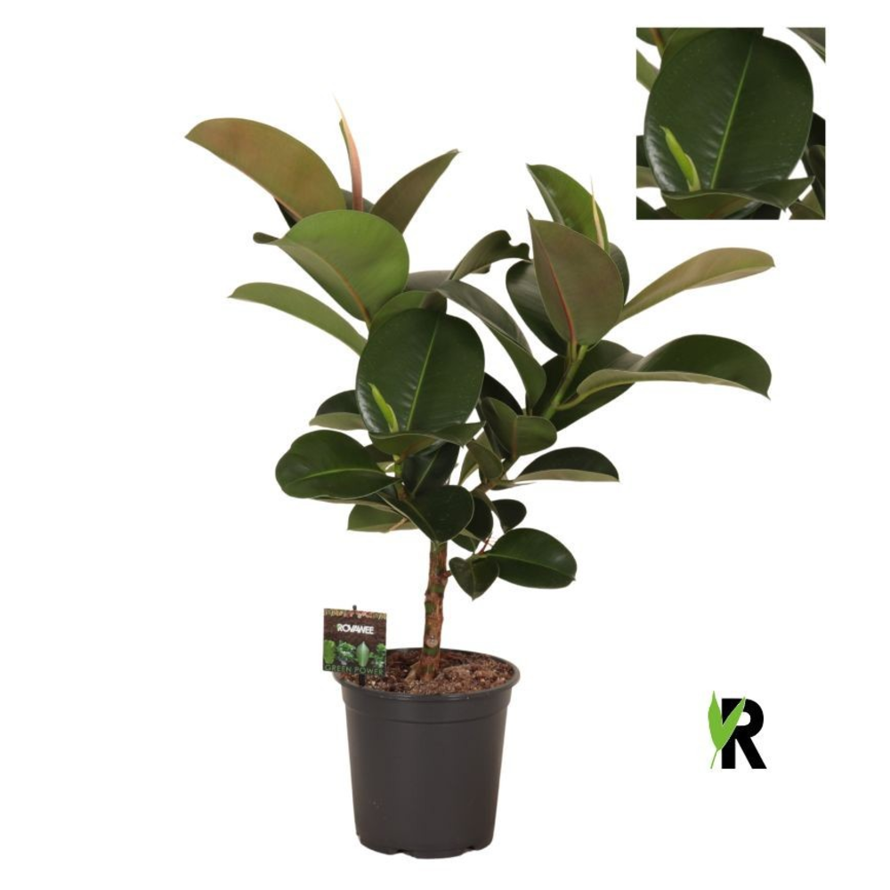 Ficus elast. Cloe vertakt.