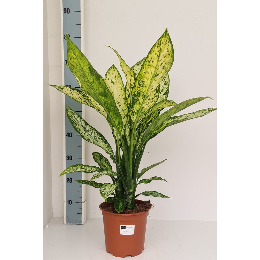 Dieffenbachia Vesuvius.
