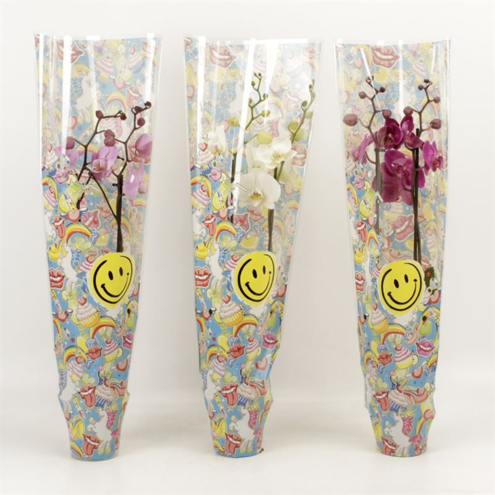 Phalaenopsis gemengd 2 tak gemengd in Smiley hoes.