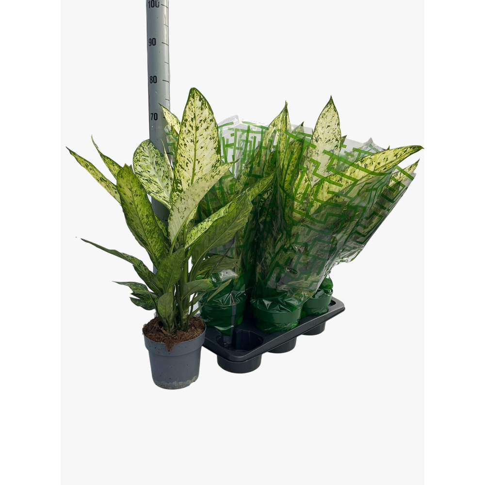 Dieffenbachia 'Vesuvius' P17.