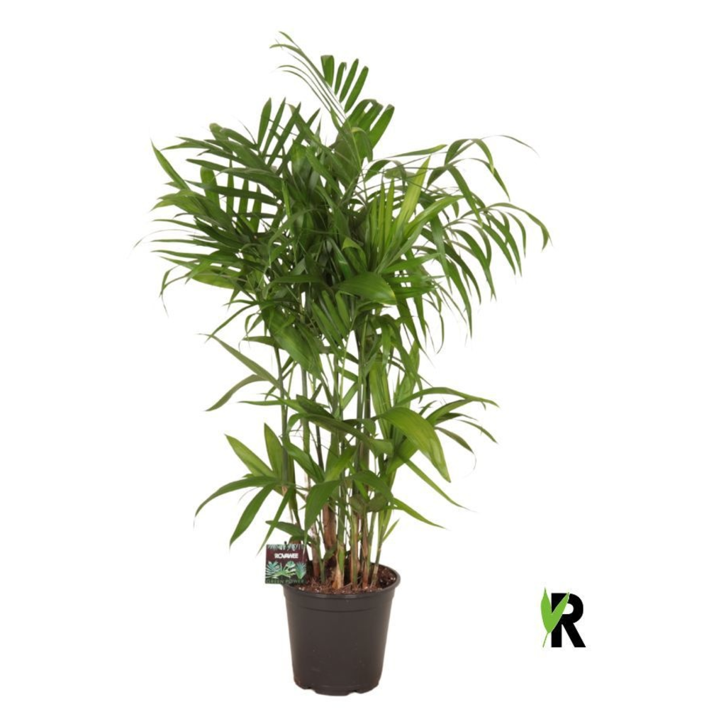 Chamaedorea Seifrizii.