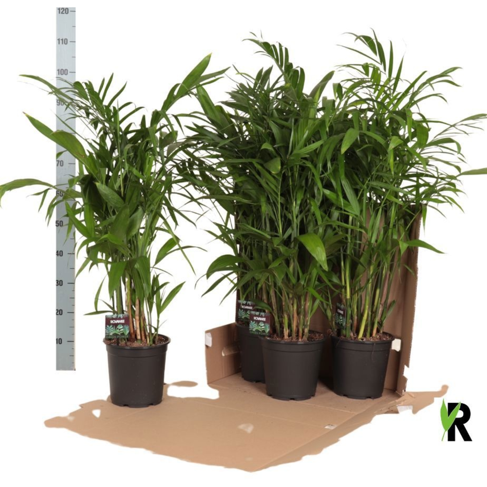 Chamaedorea Seifrizii in fust 352.