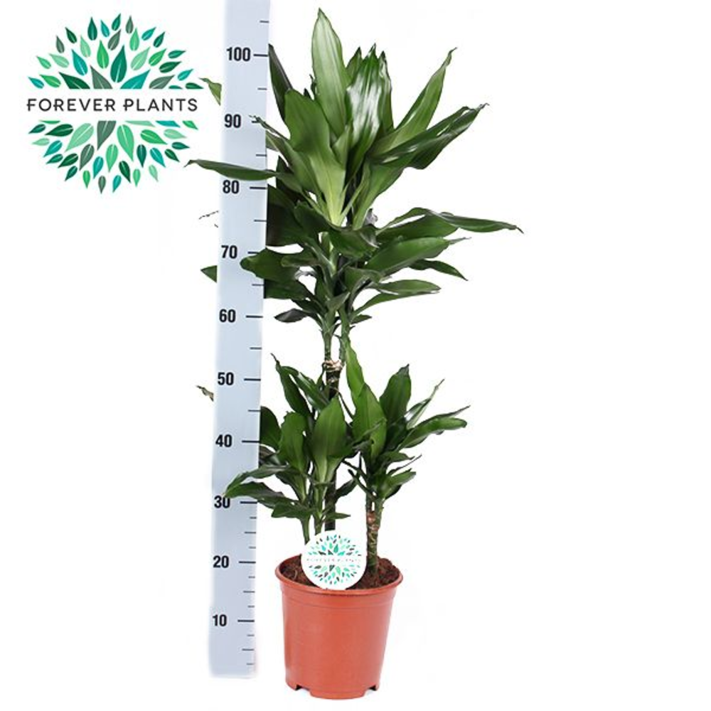 Dracaena Janet Lind p21, 45+15+10.