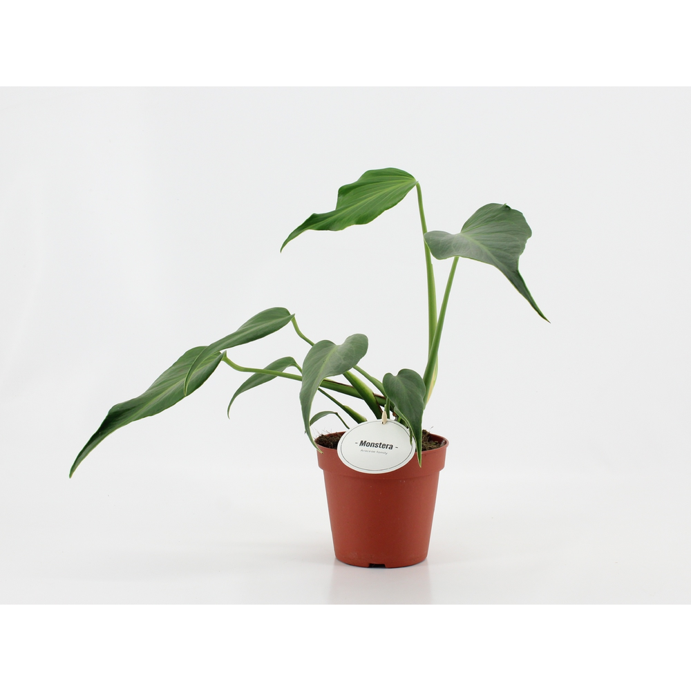 Monstera Burle Marx Flame.