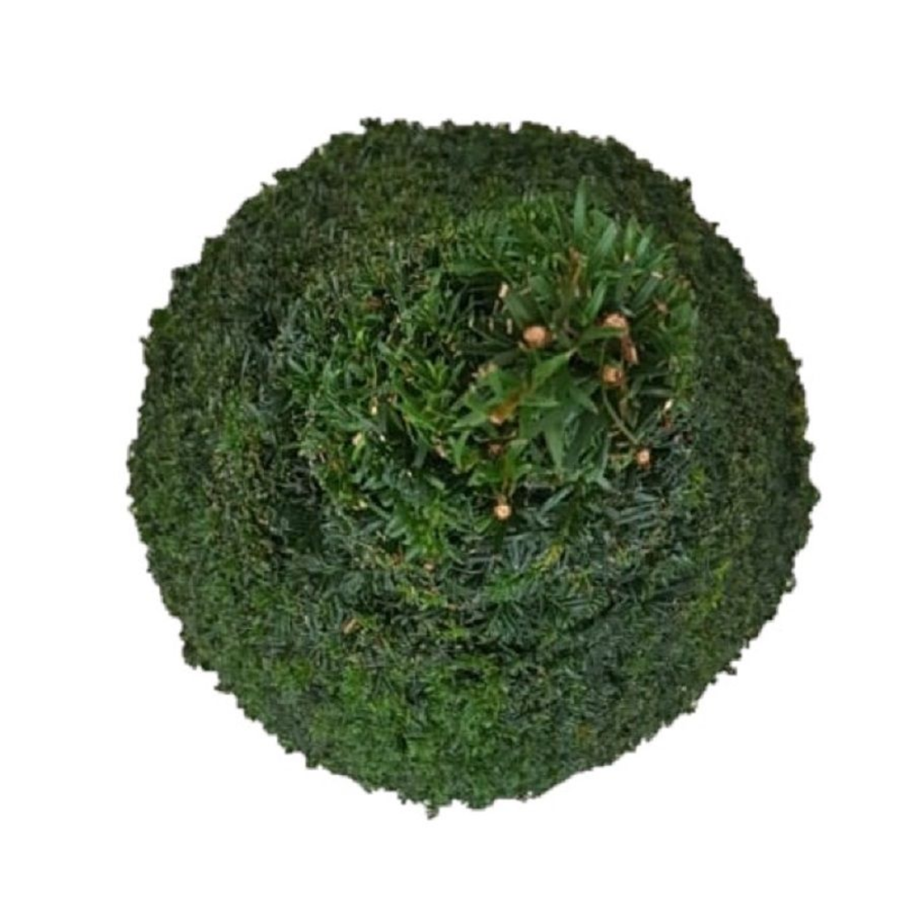 Taxus baccata Pyramiden p42 (z) 120-+ ©.