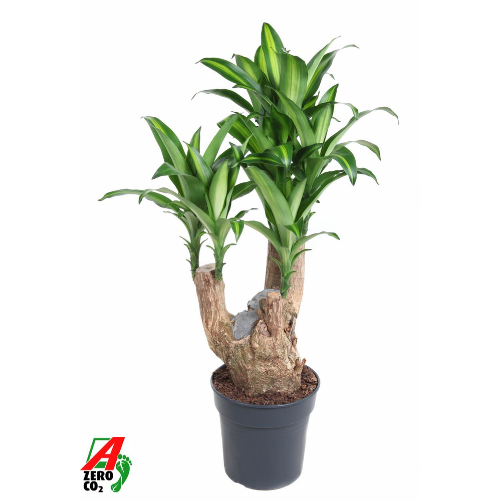 Massangeana vertakt P27 - 2ft.