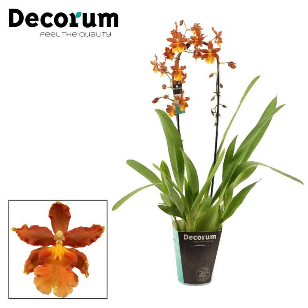 Cambria cascade 1 tak Catatante (Decorum).