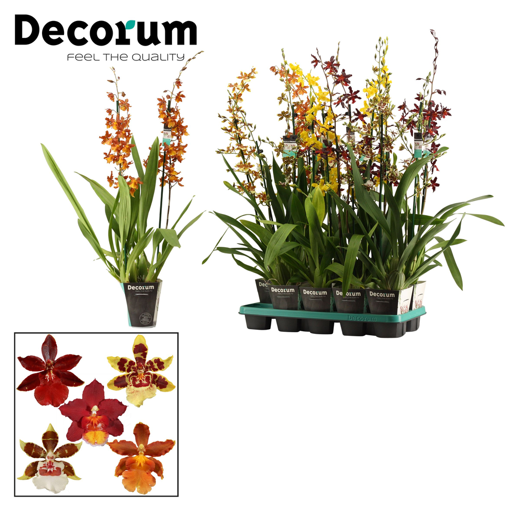 Cambria 2 tak mix XXL (Decorum).