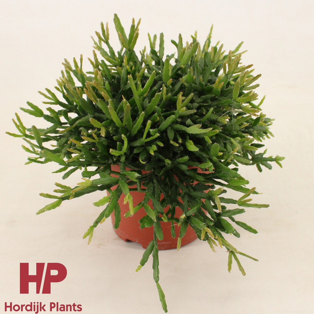 Rhipsalis ewaldiana 12cm.