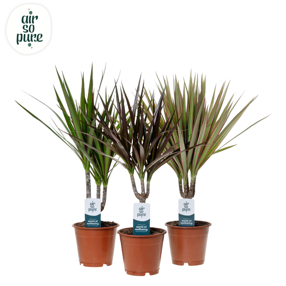 Dracaena Marginata mix p12 (Air so Pure).