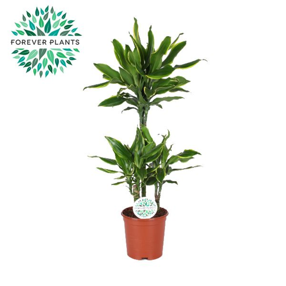 Dracaena Golden Coast p21, 45+15+10.