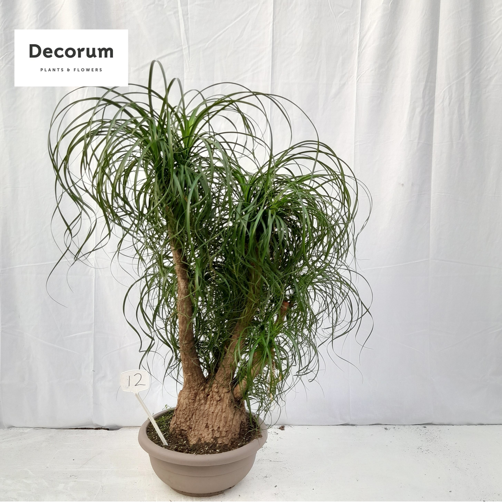 Beaucarnea vertakt op nummer 12.