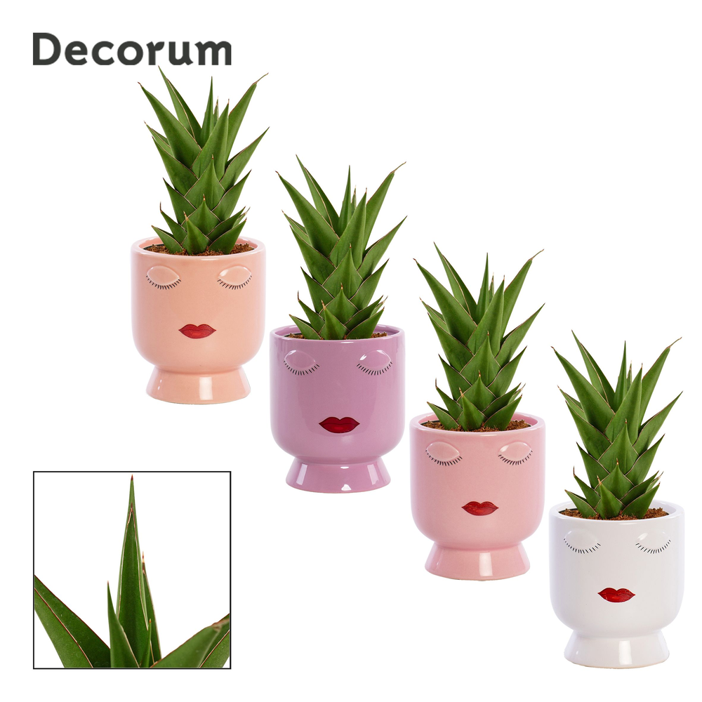 Sansevieria Temple crown 12 cm in Dua Lipa (Party .