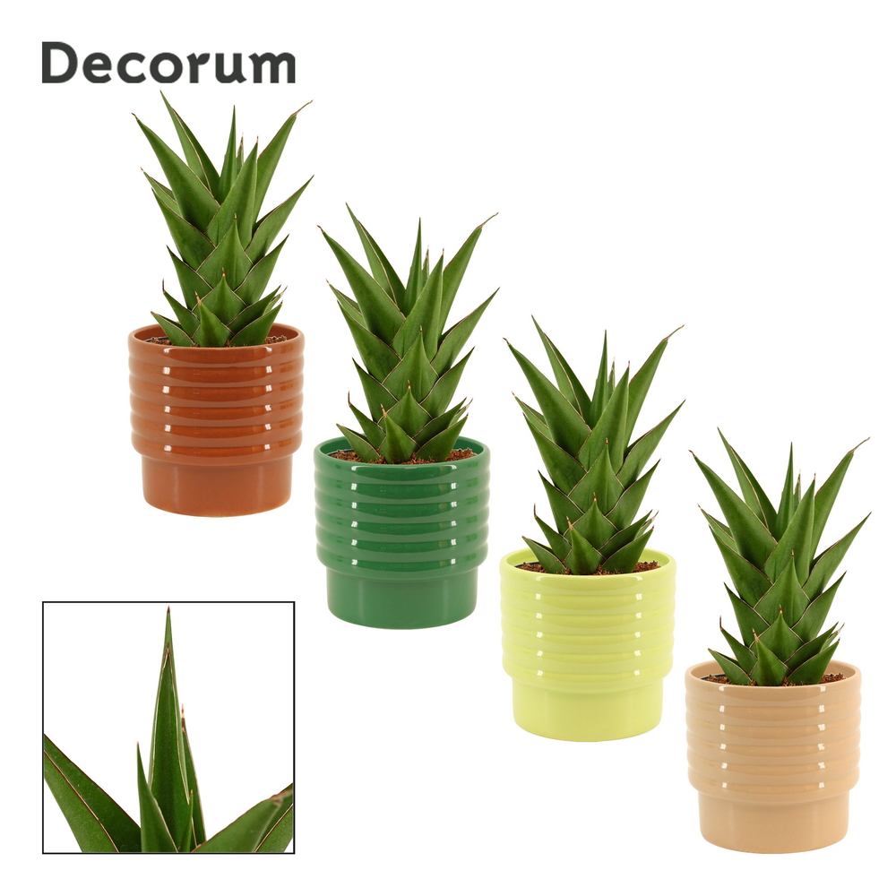 Sansevieria Temple crown 12 cm in Naemi (Natural b.
