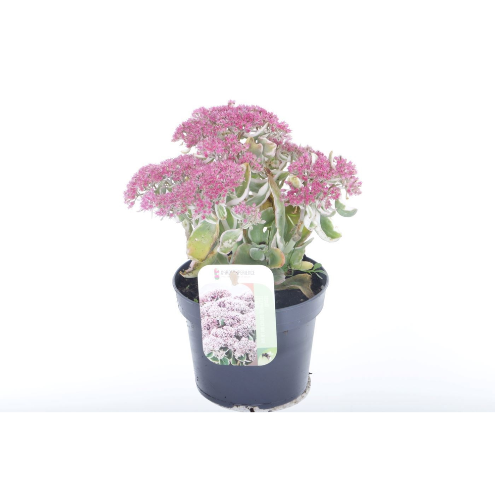 Sedum telephium La Vie en Rose.
