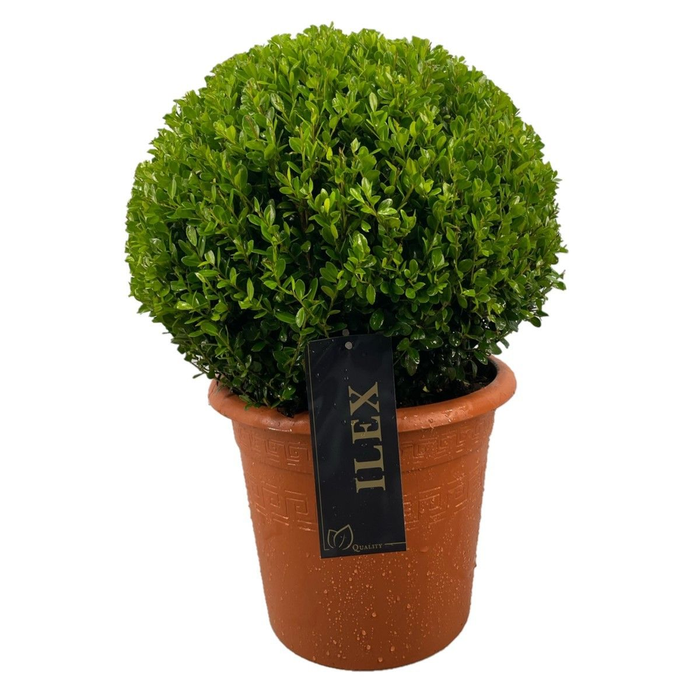 Ilex crenata 'Caroline Upright' Bol p24 (th) 30-35.