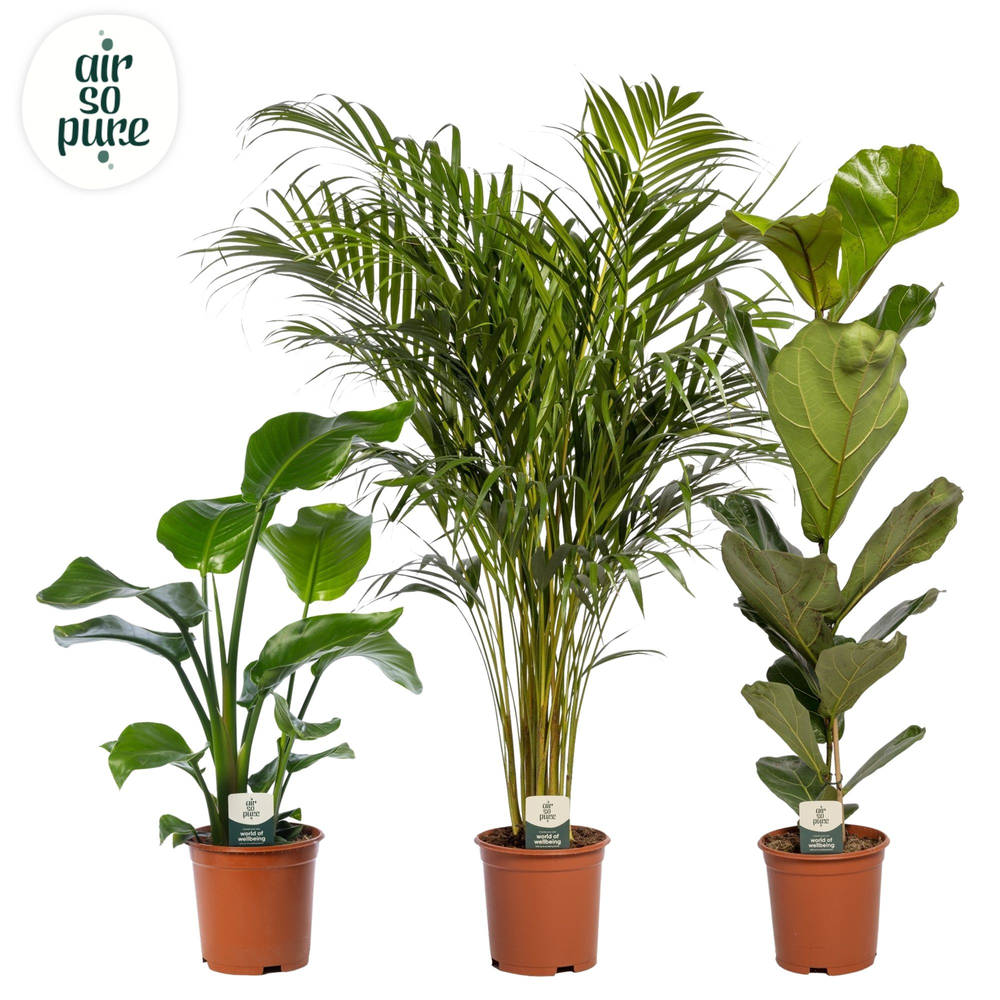 Groen Mix p21 LUXE (Air So Pure).