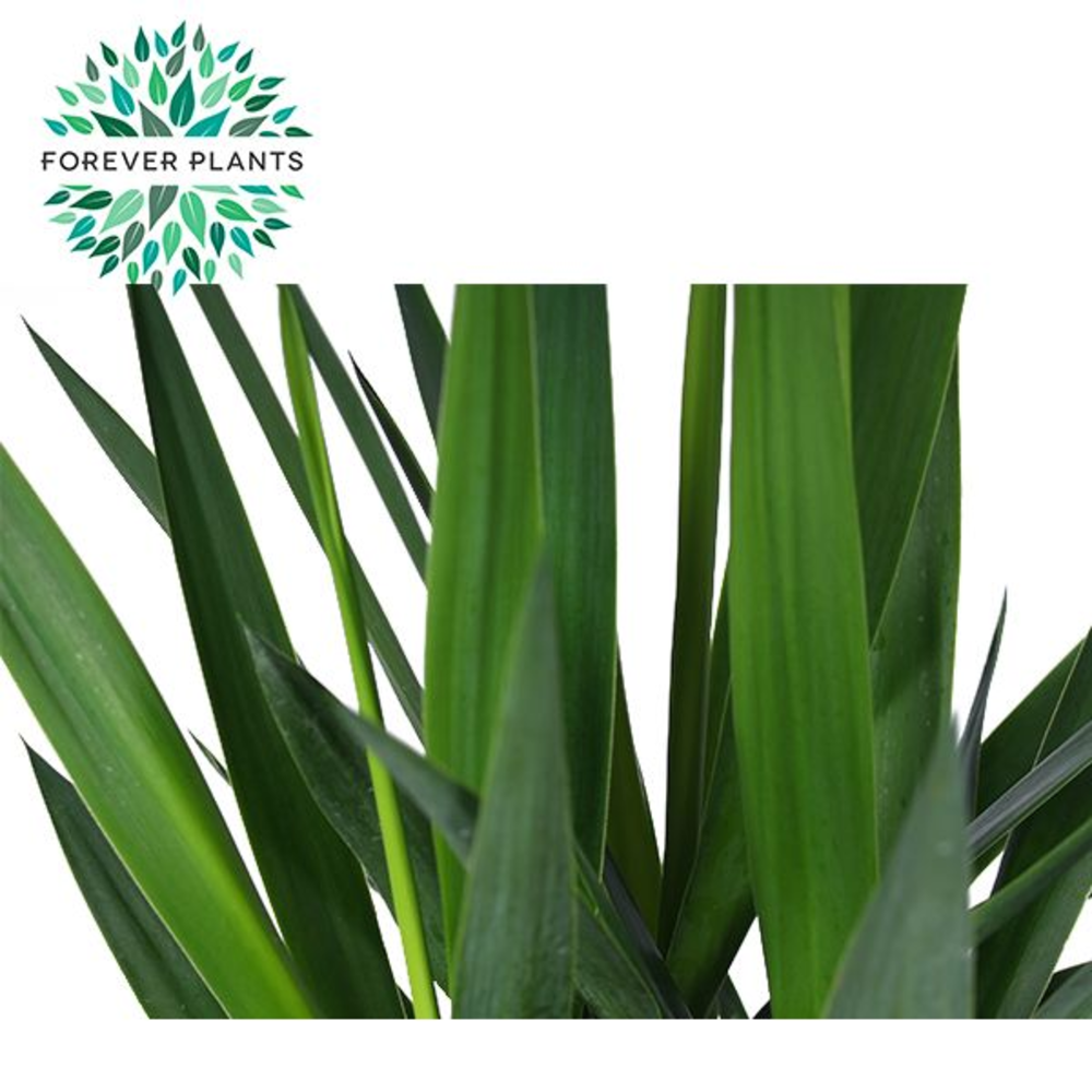 Yucca p17, 45+20 (3+ KOP).