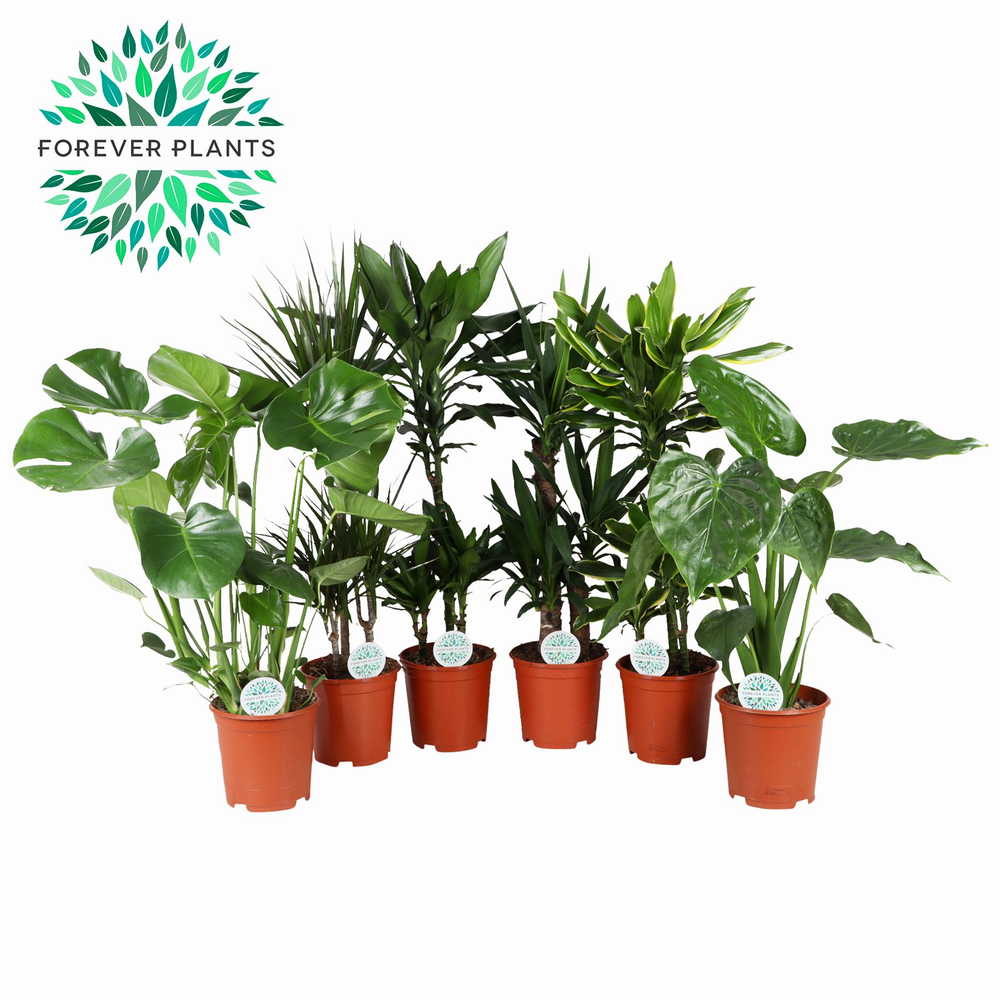 Groen Mix kamerplanten p21.