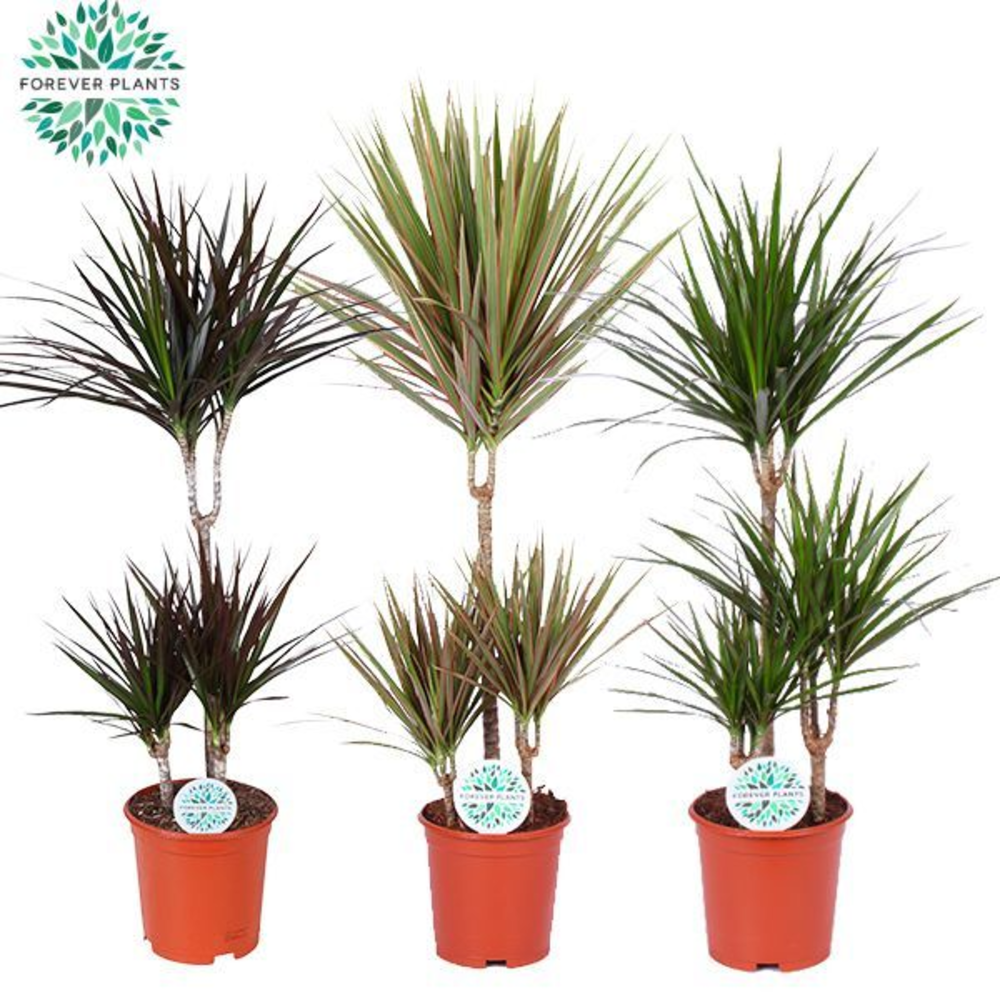 Dracaena Marginata mix p21.