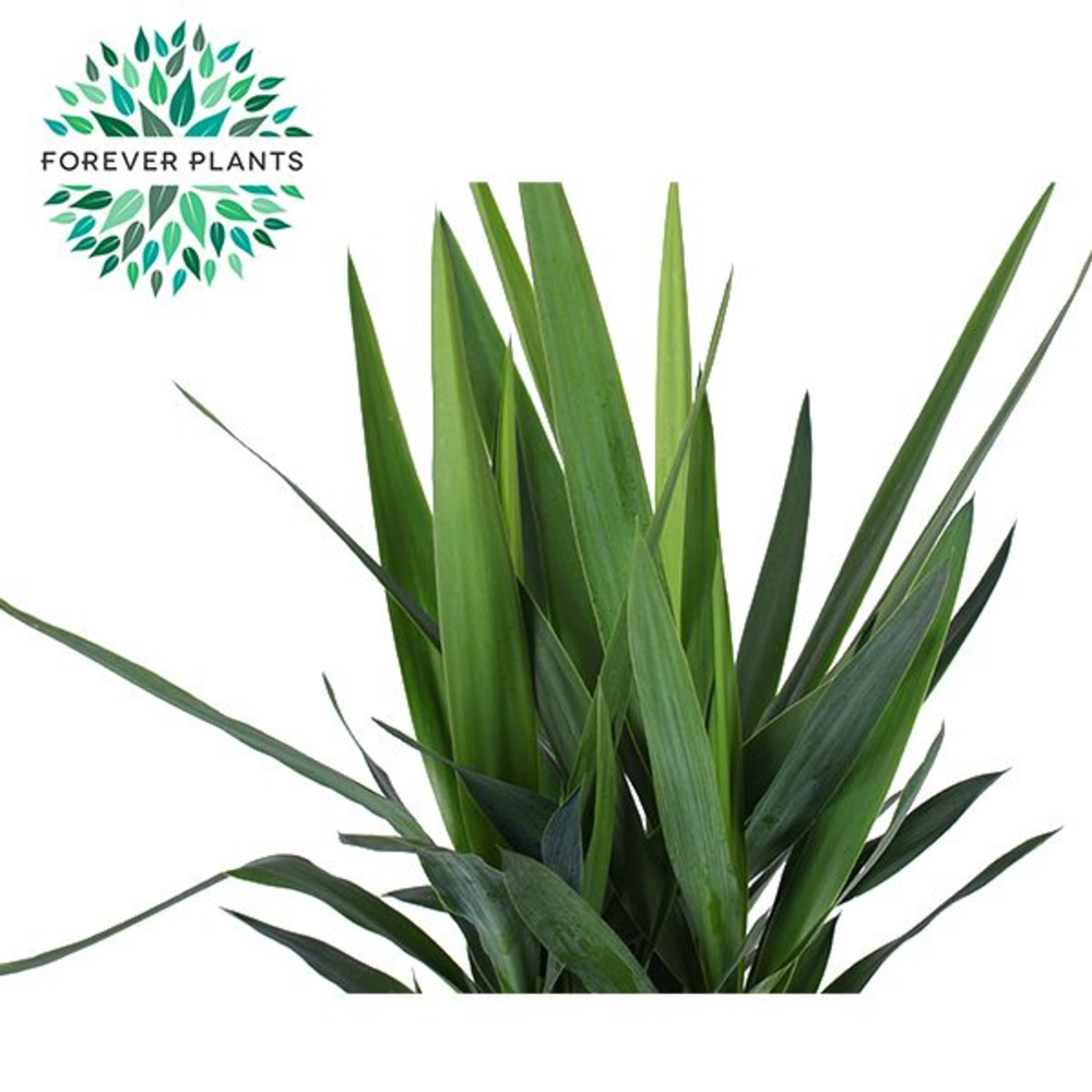 Yucca p21, 60+30+20 (2+ KOP).