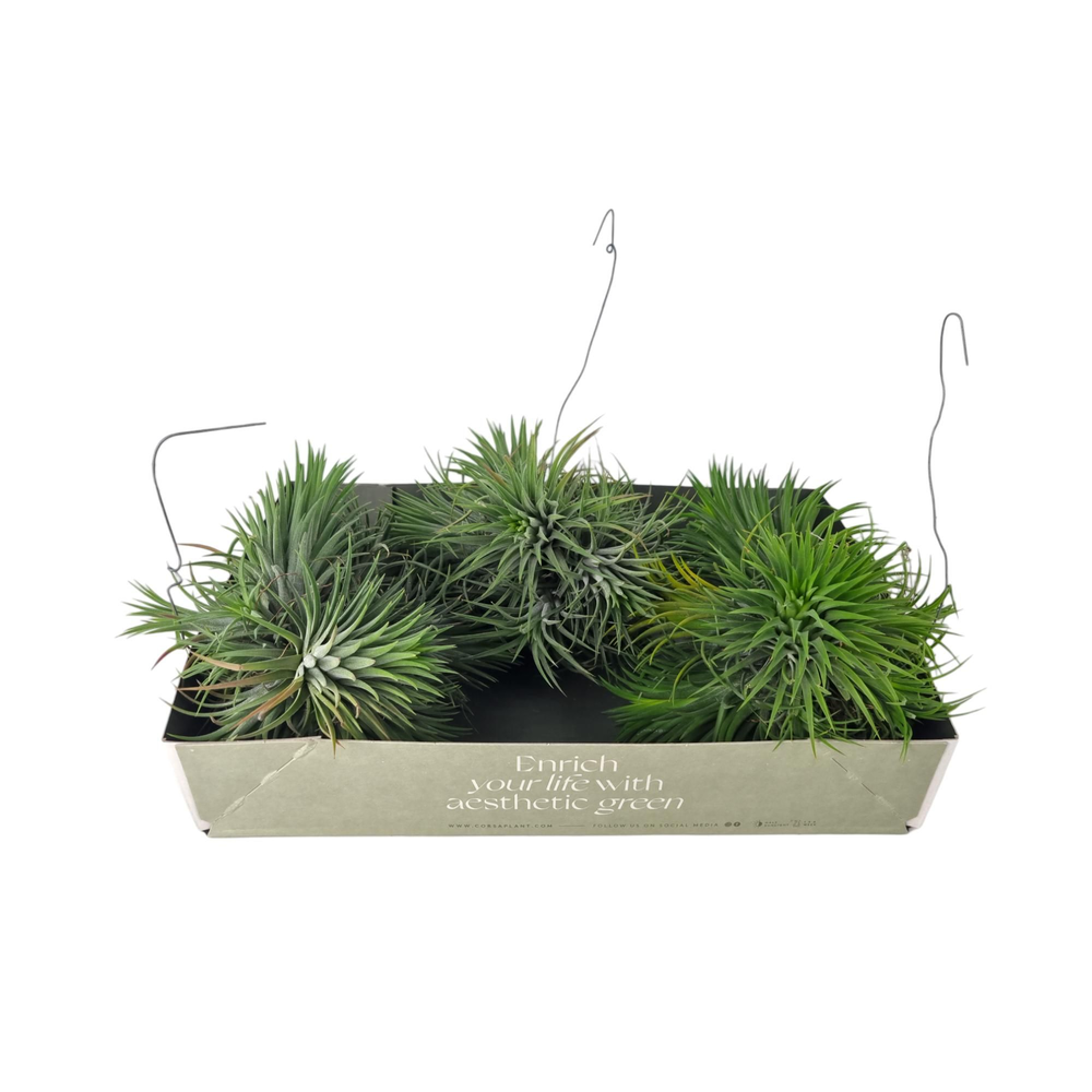 Tillandsia ionantha clumb green XXL.