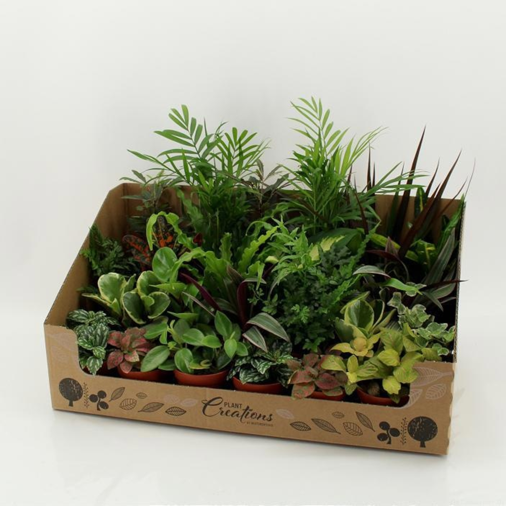 M-24 Mixplant showdoos.