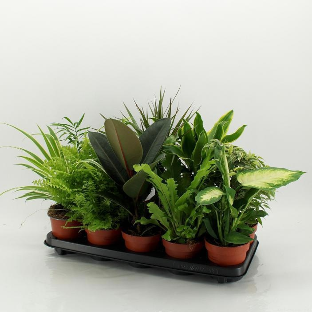 M-10 Mixplanten zonder showdoos.