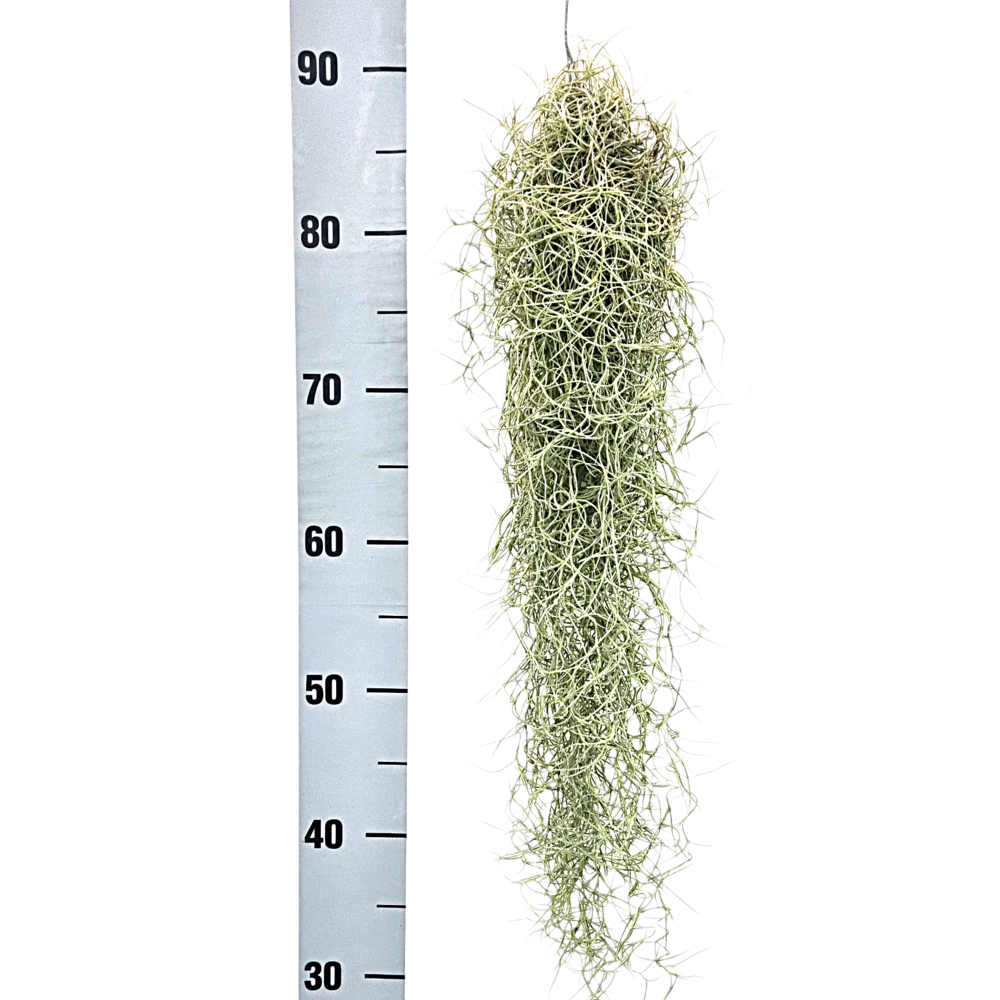 Tillandsia usneoides grey medium x12.