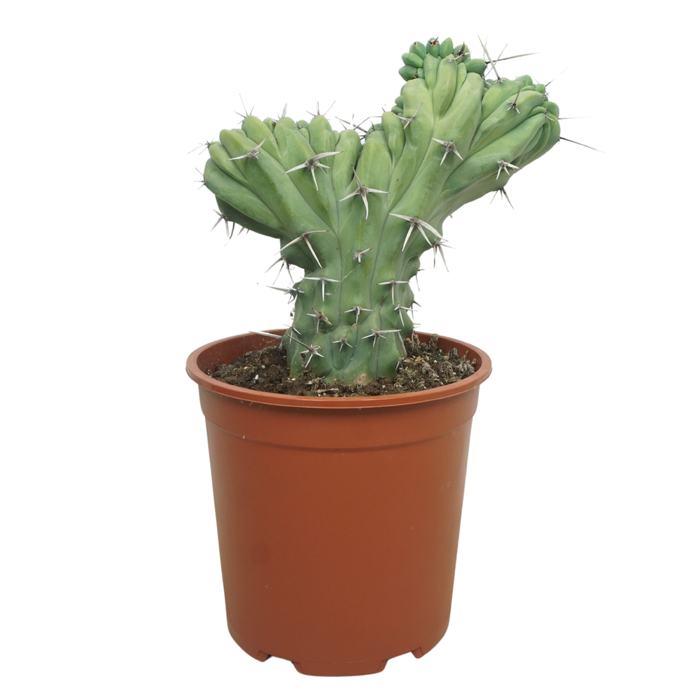 Myrtillocactus geometrizans cristaat 27 cm.