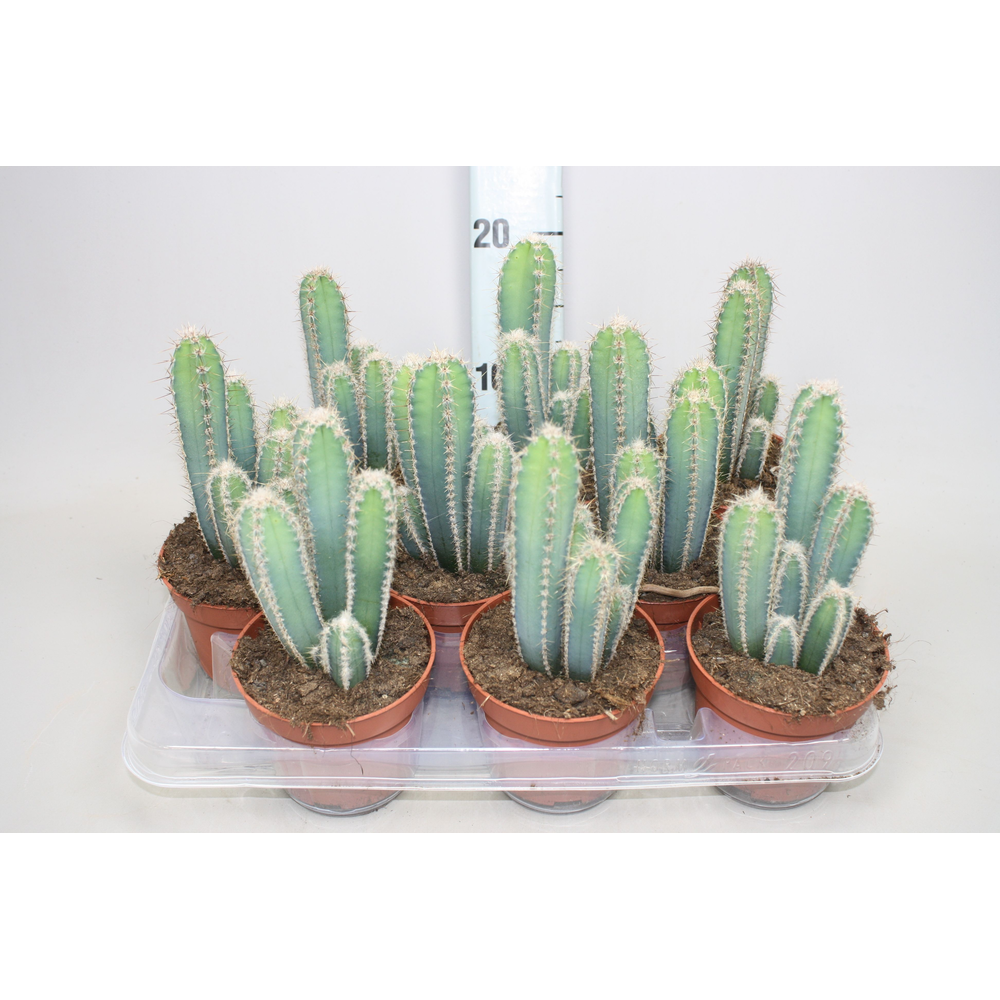 Cereus forbesii 10,5 cm.